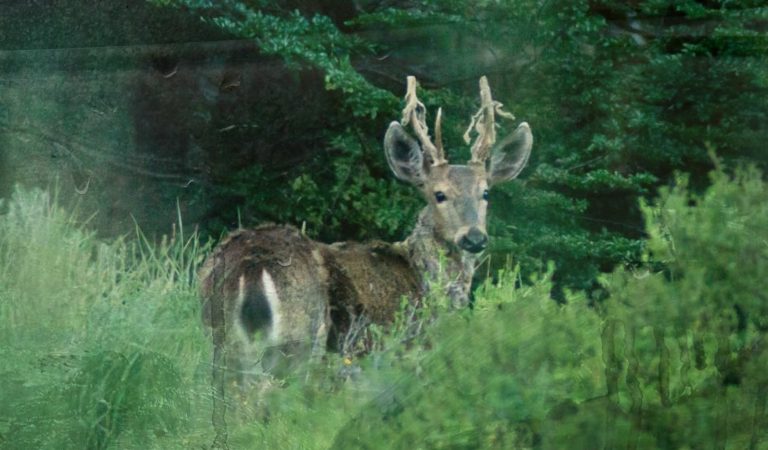 Nisuyai – «Paso de fauna»: Deambular despacio